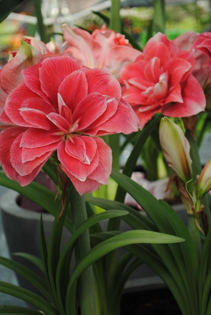 Amaryllis Dutch 'Double Dream' Amaryllis from ADR Bulbs