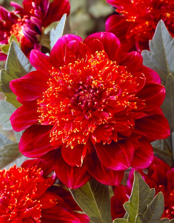 Dahlia PowderPuff collection 146 (Ships in Spring) Dahlia from ADR Bulbs