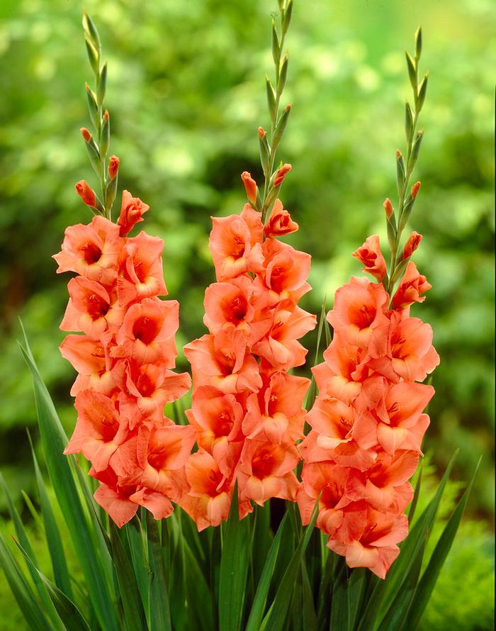 Gladiolus Large Flowering collection 191 (Ships in Spring) Gladiolus