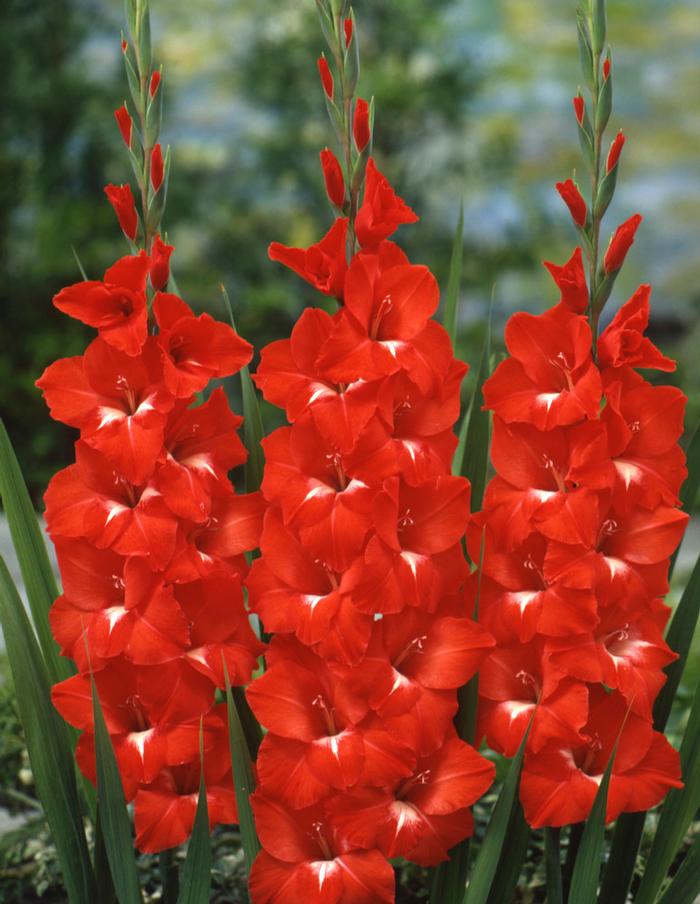 Gladiolus Large Flowering collection 175 (Ships in Spring) Gladiolus