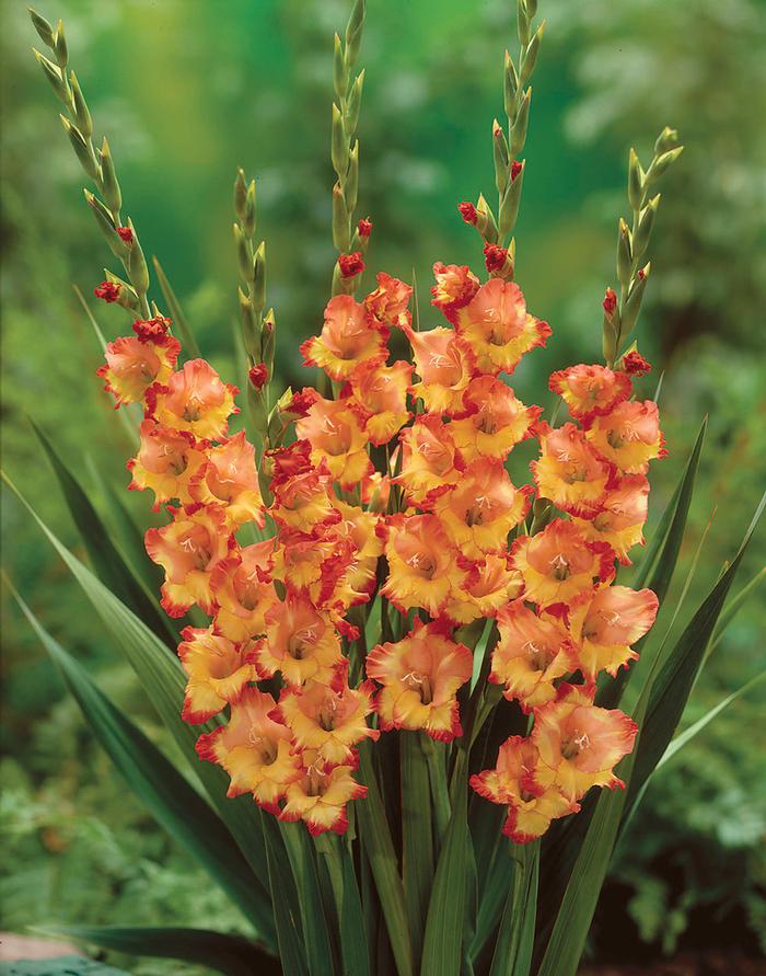 Gladiolus Large Flowering collection 178 (Ships in Spring) Gladiolus