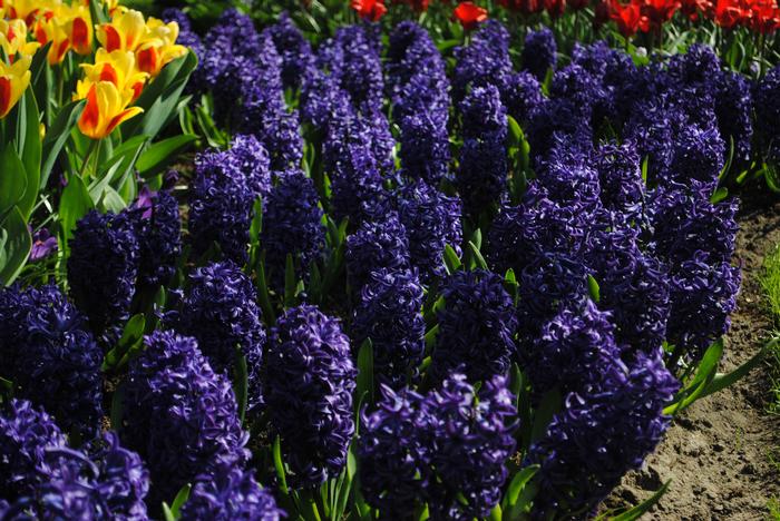 Hyacinthus orientalis ‘Blue Pearl’ Hyacinth from ADR Bulbs