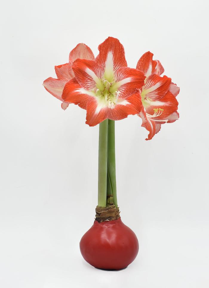 Amaryllis Assorted 'Waxed Amaryllis' Amaryllis from ADR Bulbs