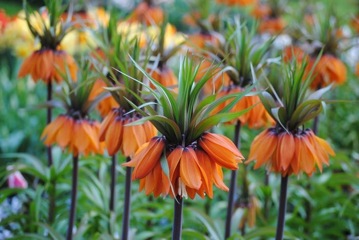 Fritillaria Imperialis 'Rubra' Fritillaria from ADR Bulbs