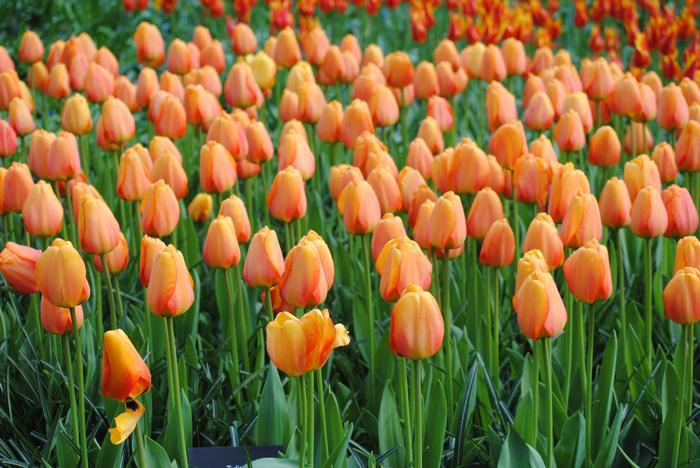 Tulipa darwin hybrid &lsquo;Blushing Apeldoorn&rsquo; Tulip from ADR Bulbs