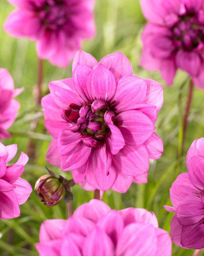 Dahlia PowderPuff collection 146 (Ships in Spring) Dahlia from ADR Bulbs