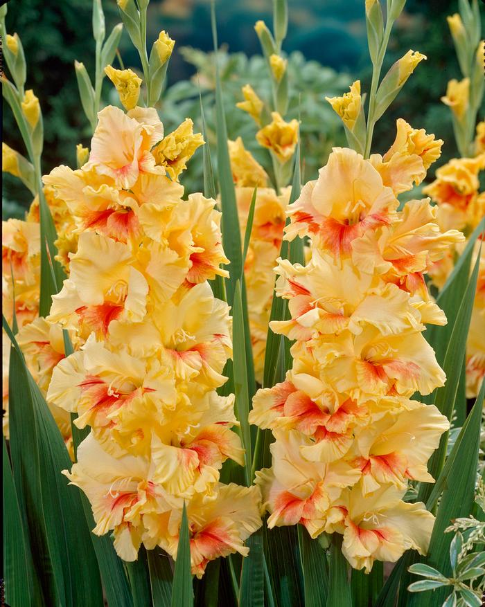 Gladiolus Large Flowering collection 191 (Ships in Spring) Gladiolus