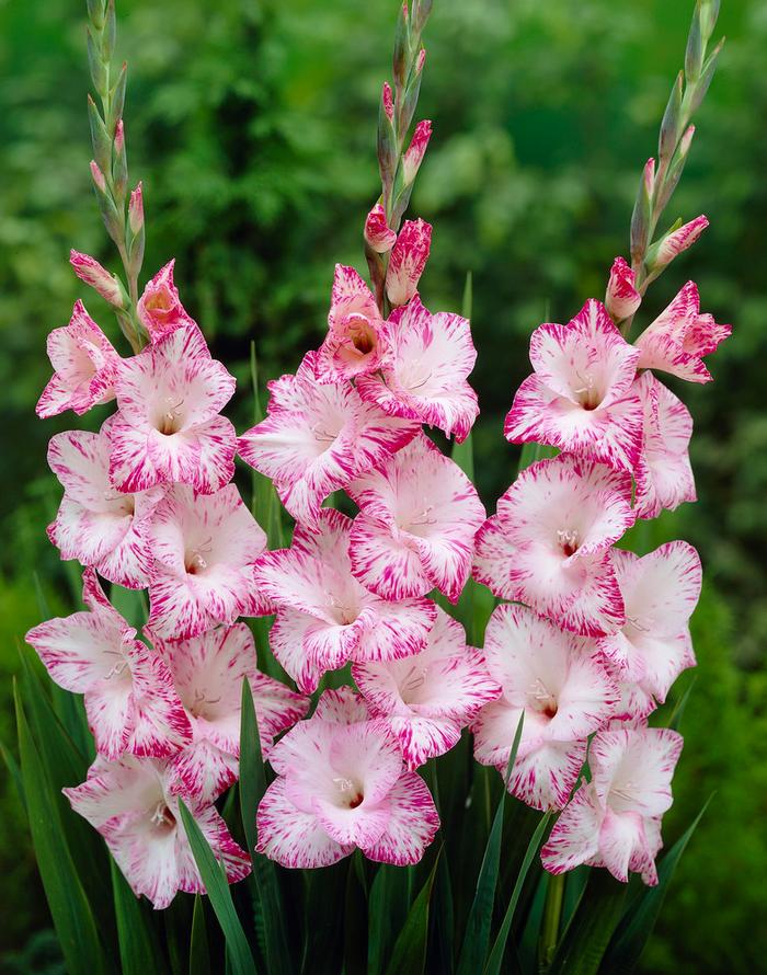 Gladiolus Large Flowering collection 177 (Ships in Spring) Gladiolus