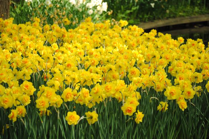 Double Daffodil Tahiti K. van Bourgondien Wholesale Bulbs