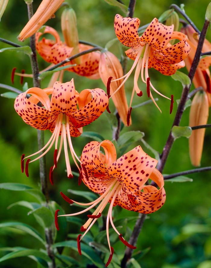 Lilium Unit 203 collection Tiger Lily from ADR Bulbs