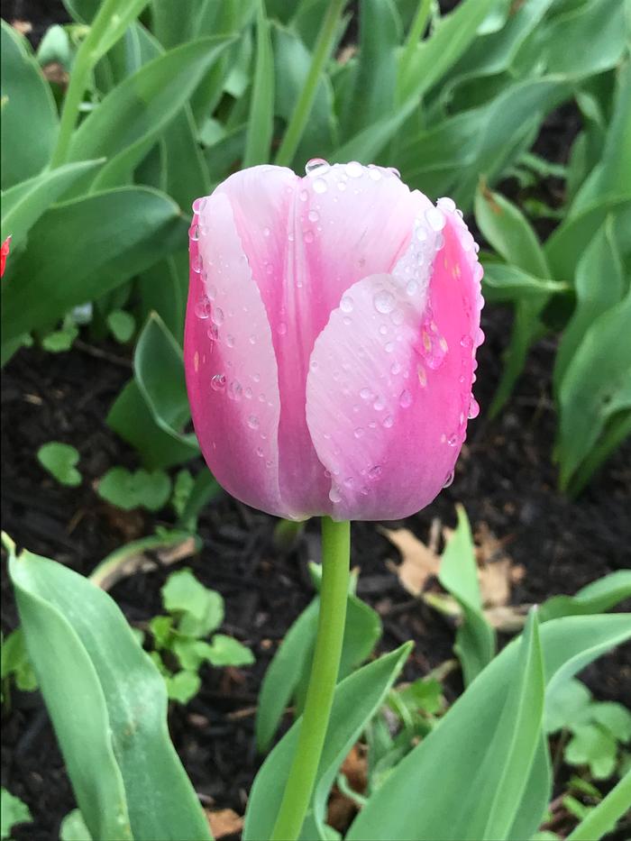 Tulipa Darwin Hybrid 'Ollioules' Tulip from ADR Bulbs