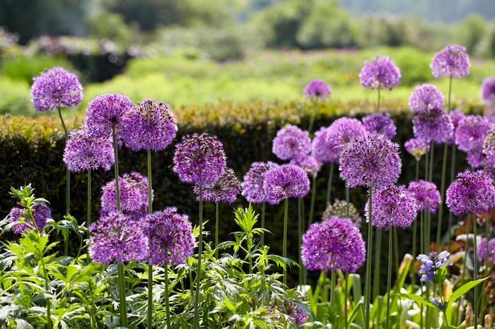 Allium Tall 'Purple Sensation' Ornamental Onion from ADR Bulbs