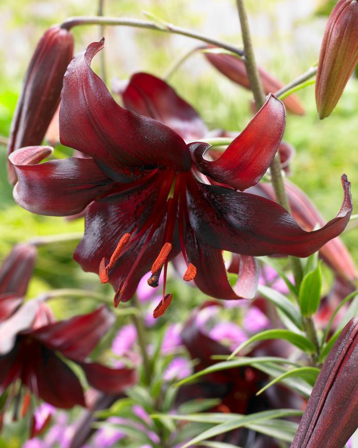 Lilium Unit 203 collection Tiger Lily from ADR Bulbs