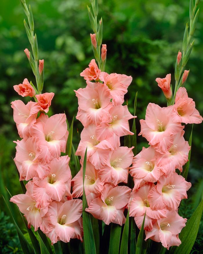 Gladiolus Large Flowering collection 179 (Ships in Spring) Gladiolus