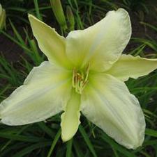 100 Orange Day Lily Bare Roots – Maine Wild Tiger Lily (Hemerocallis Fulva) Perennial