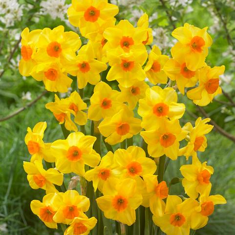 Narcissi Bunch Flowering 'Martinette' 