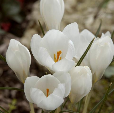 Crocus Species 'Ard Schenk' 