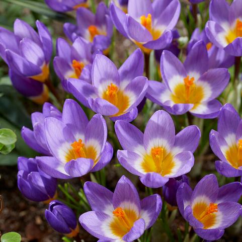 Crocus Species 'Tricolor' 