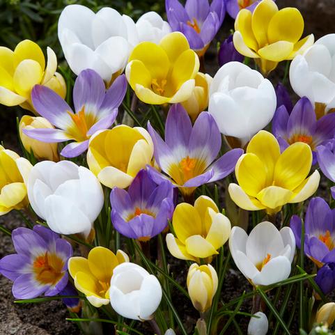 Crocus Species 'Botanical Mixture' 