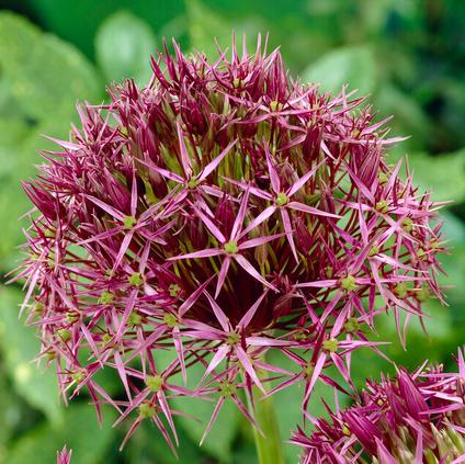 Allium Tall 'Christophii' 
