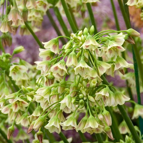 Allium Tall 'Nectaroscordum' 