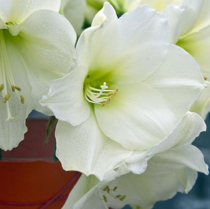 Amaryllis Dutch 'Christmas Gift' 