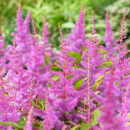 Astilbe arendsii 'Amethyst' (Ships in Spring) 