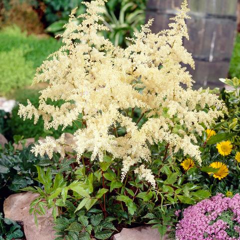 Astilbe arendsii 'Bridal Veil' (Ships in Spring) 