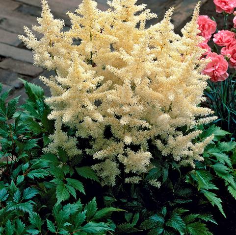Astilbe Deutschland (Ships in Spring) 