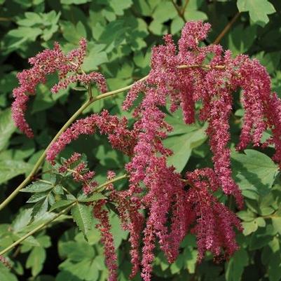 Astilbe Ostrich Plume (Ships in Spring) 