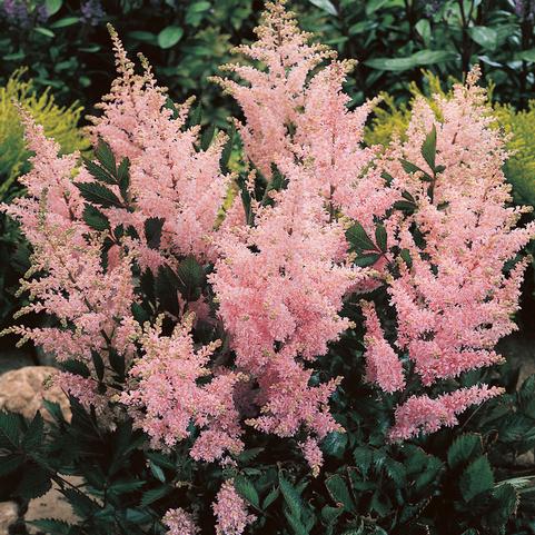 Astilbe japonica 'Peach Blossom' (Ships in Spring) 