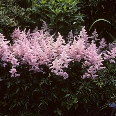 Astilbe Europa (Ships in Spring) 