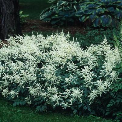 Astilbe White Gloria (Ships in Spring) 