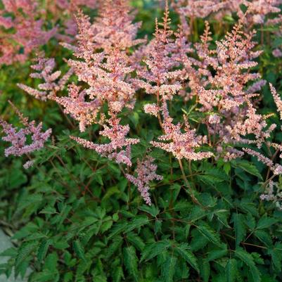 Astilbe Key Largo (Ships in Spring) 