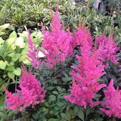 Astilbe Maggie Daly (Ships in Spring) 