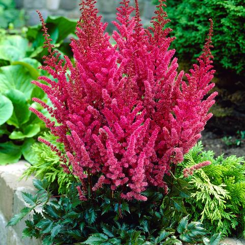 Astilbe Montgomery (Ships in Spring) 