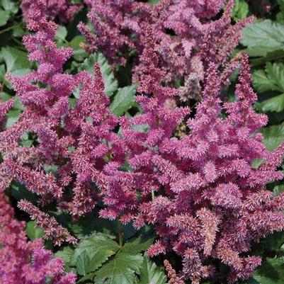 Astilbe Visions (Ships in Spring) 