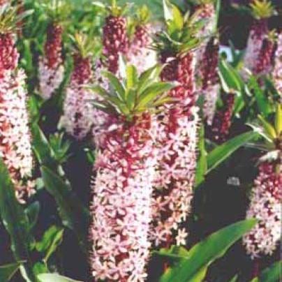 Eucomis Reuben (Ships in Spring) 