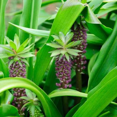 Eucomis Tugela Jade (Ships in Spring) 