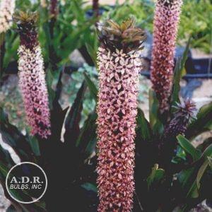 Eucomis Tugela Ruby (Ships in Spring) 