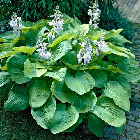 Hosta August Moon (Ships in Spring) 
