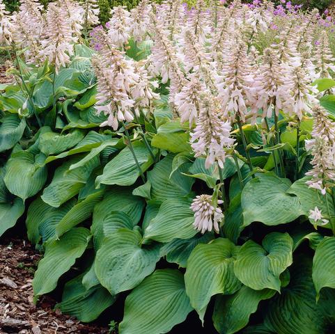 Hosta Sieboldiana Blue Angel (Ships in Spring) 