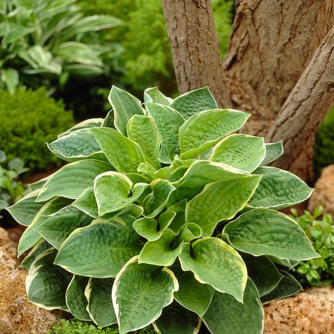 Hosta Christmas Tree (Ships in Spring) 