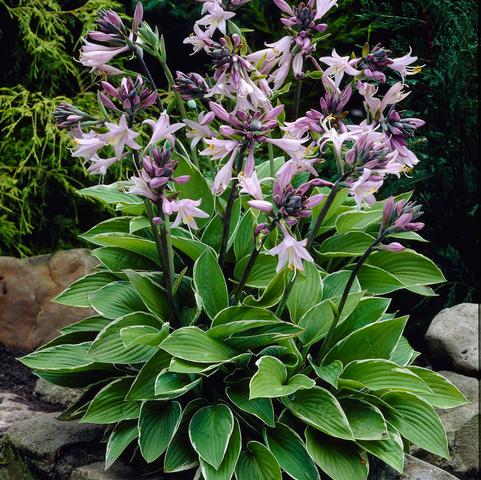 Hosta 'Francee' (Ships in Spring) 