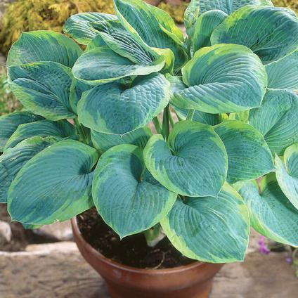 Hosta 'Frances Williams' (Ships in Spring) 