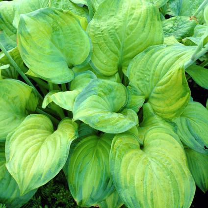 Hosta 'Guacamole' (Ships in Spring) 