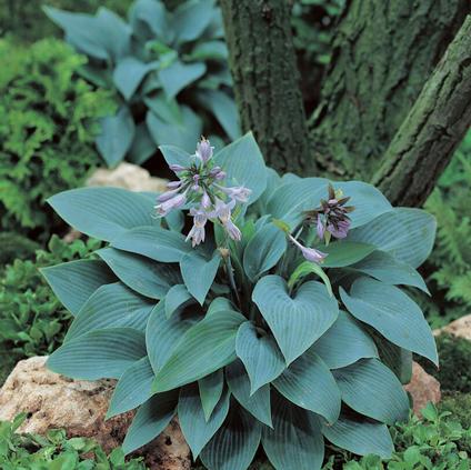 Hosta 'Halcyon' (Ships in Spring) 