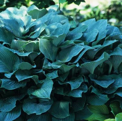Hosta Krossa Regal (Ships in Spring) 