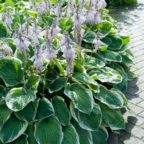 Hosta Minuteman (Ships in Spring) 
