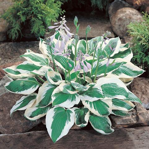 Hosta 'Patriot' (Ships in Spring) 